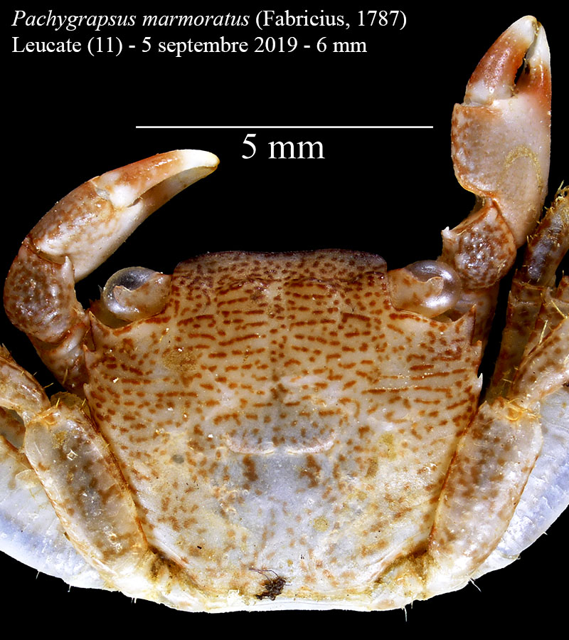 Pachygrapsus marmoratus #60909