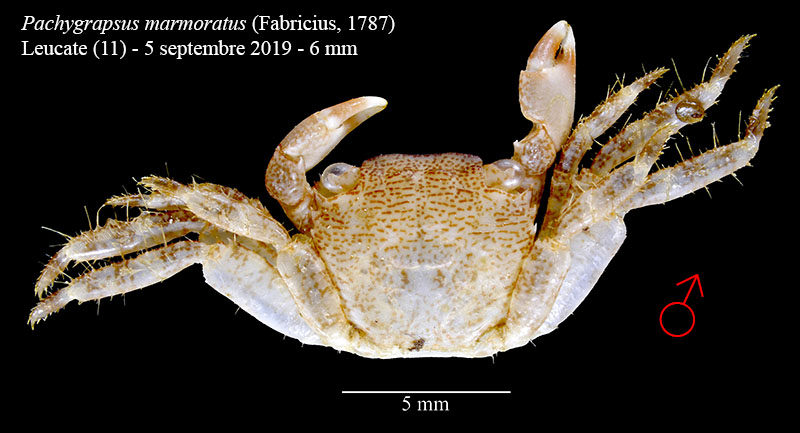 Pachygrapsus marmoratus #60907