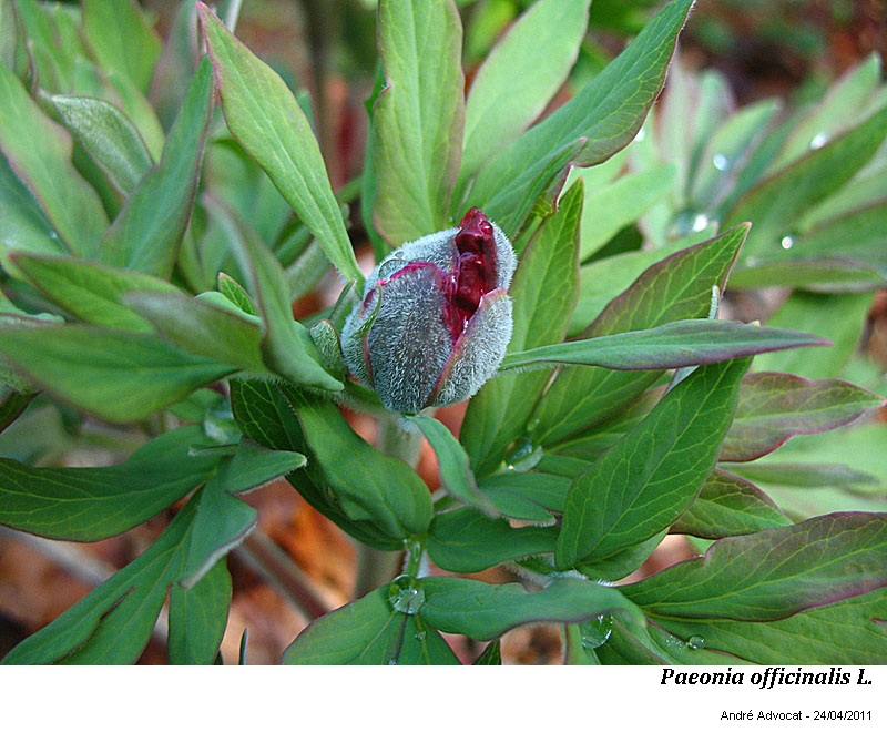 Paeonia officinalis L.subsp. huthii Soldano #59263