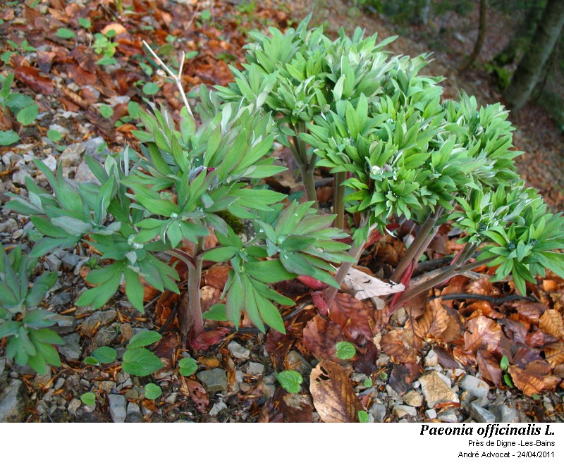 Paeonia officinalis L.subsp. huthii Soldano #59262