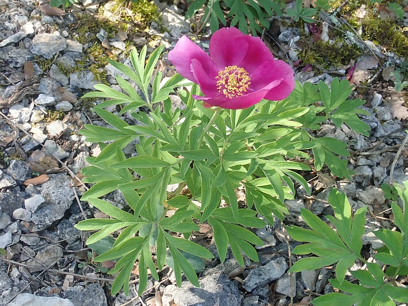 Paeonia officinalis L. la pivoine officinale #59254