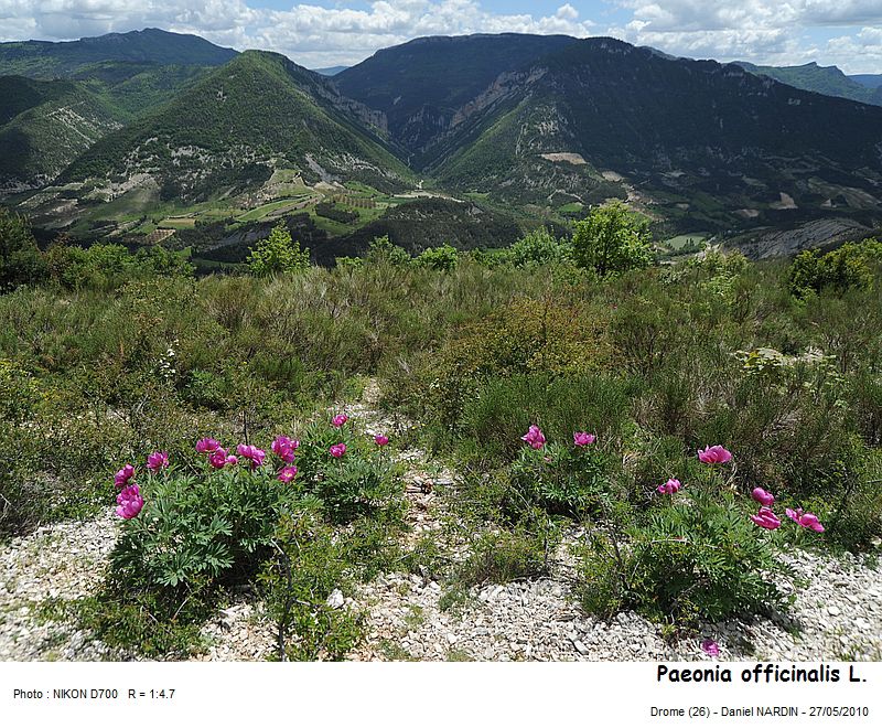 Paeonia officinalis L. #16305