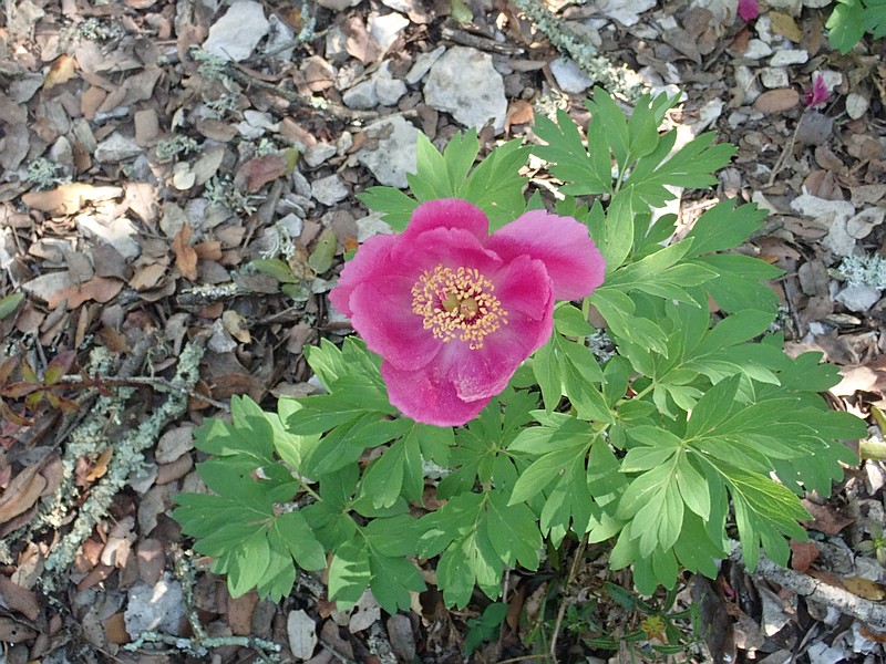 Paeonia officinalis L. la pivoine officinale #59251
