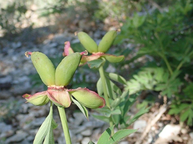Paeonia officinalis L. la pivoine officinale #59253