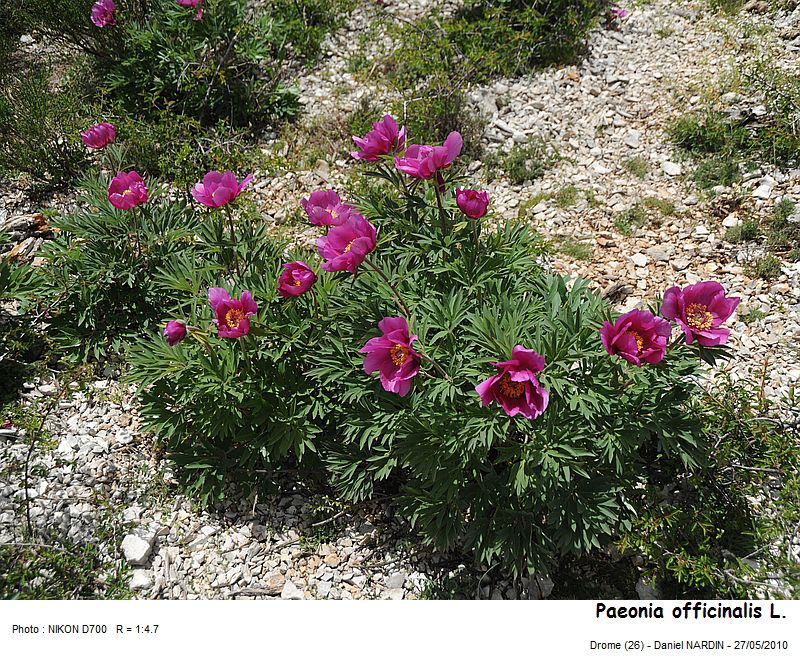 Paeonia officinalis L. #16306
