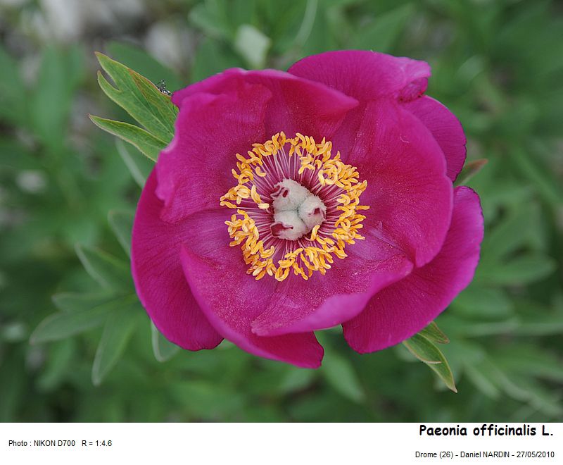 Paeonia officinalis L. #16308