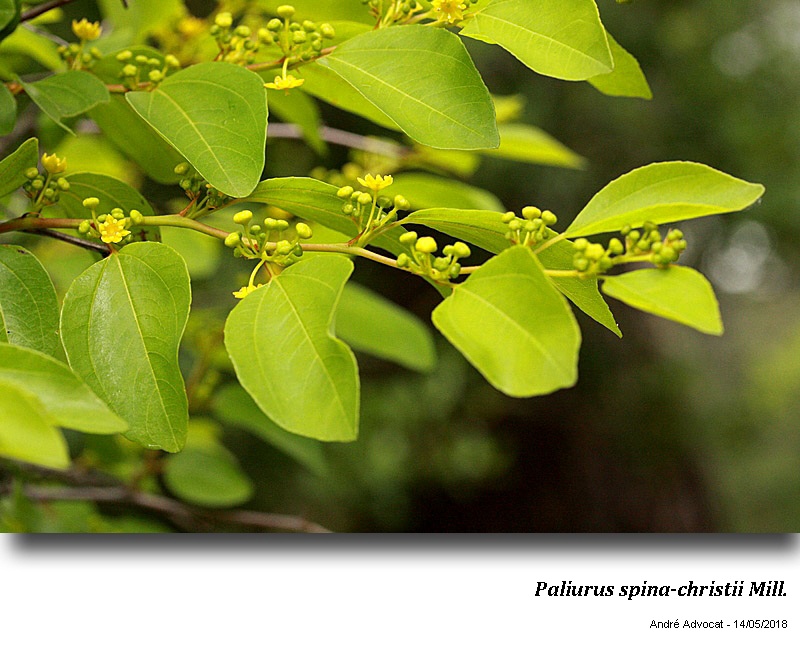 Paliurus spina-christi Mill. #54837