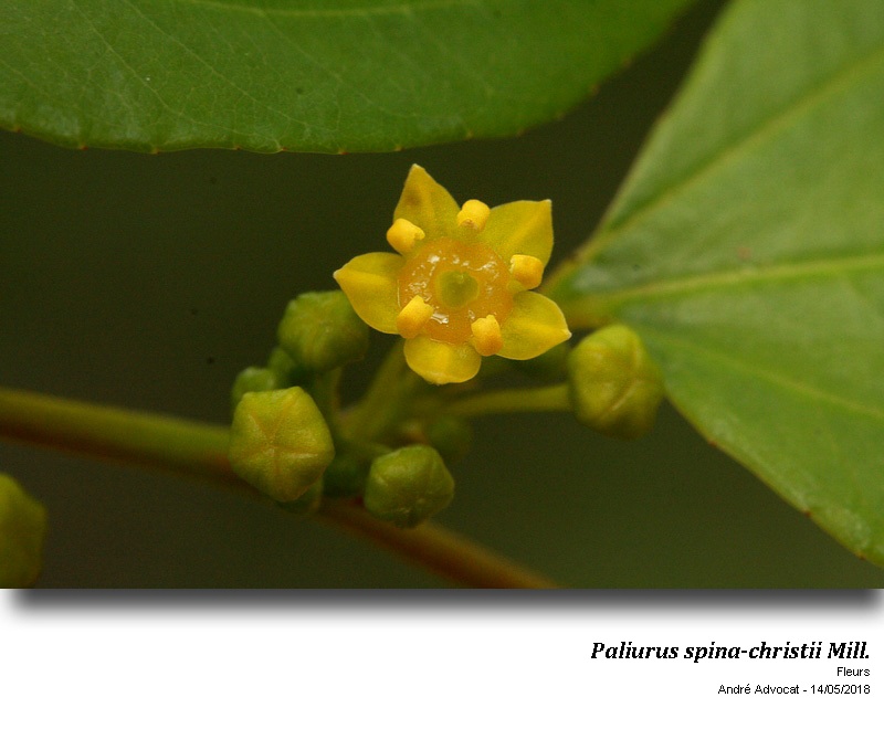 Paliurus spina-christi Mill. #54838