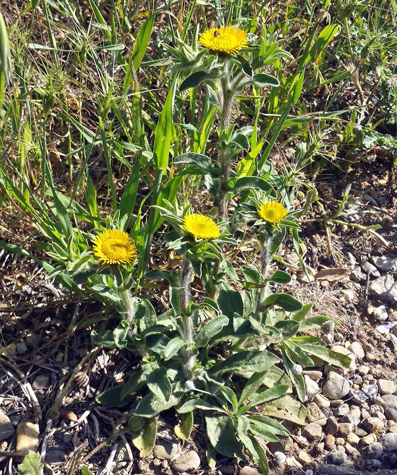 Pallenis spinosa (Linné) Cass., 1825 #45860