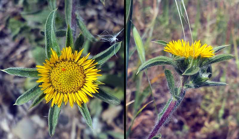 Pallenis spinosa (Linné) Cass., 1825 #45863
