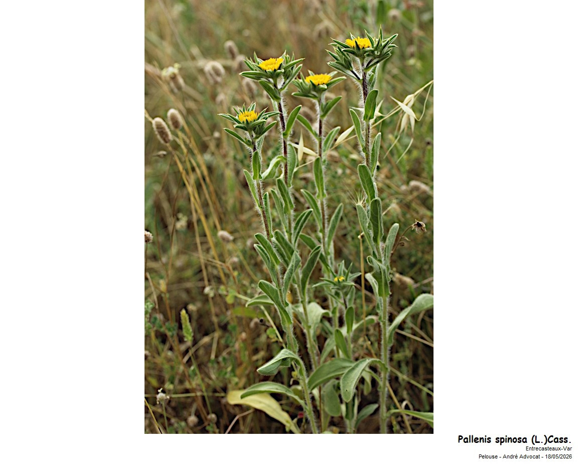 Pallenis spinosa (L.)Cass. #86159