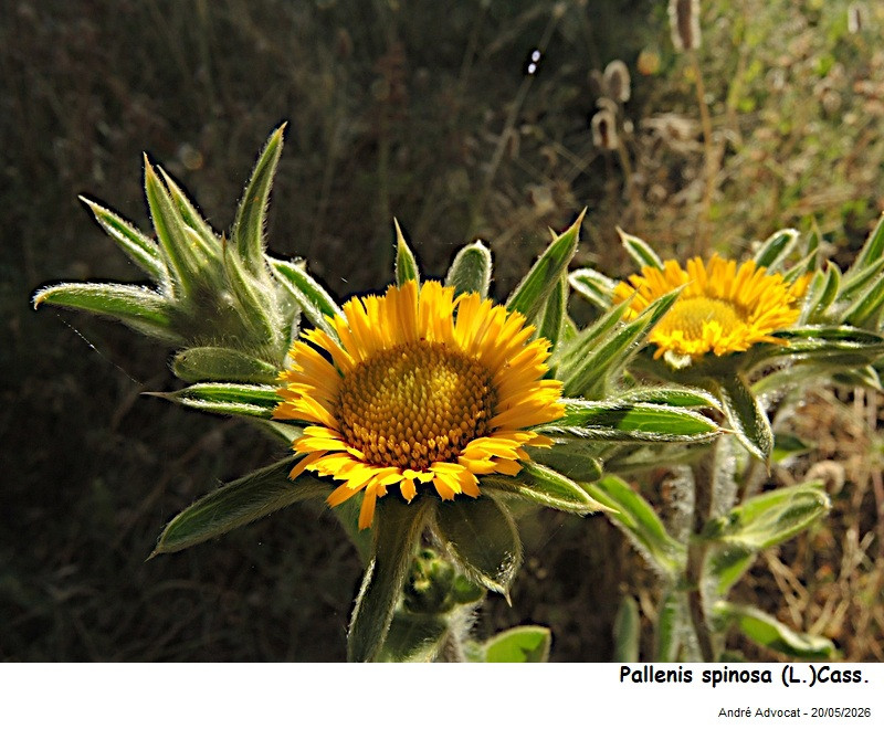 Pallenis spinosa (L.)Cass. #86161