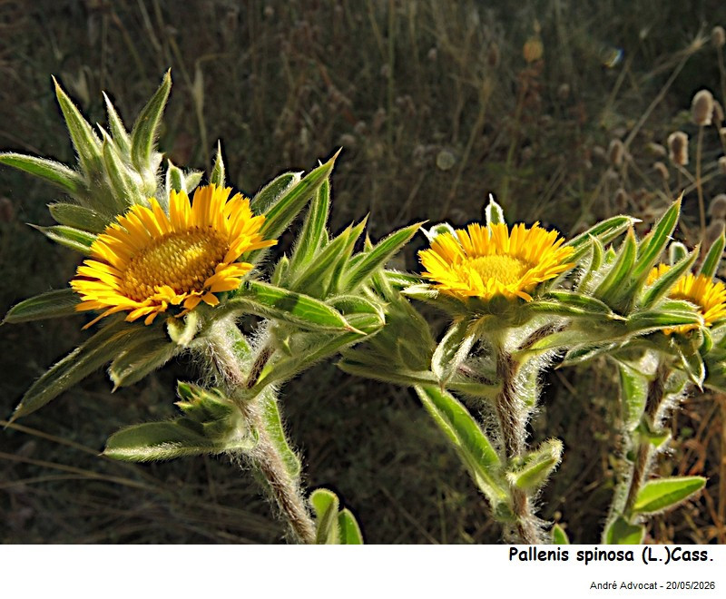Pallenis spinosa (L.)Cass. #86160