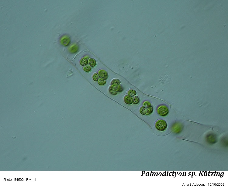 Palmodictyon sp.Kützing 1845 #62575