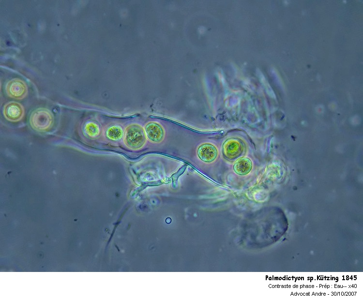 Palmodictyon sp.Kützing 1845 #62577
