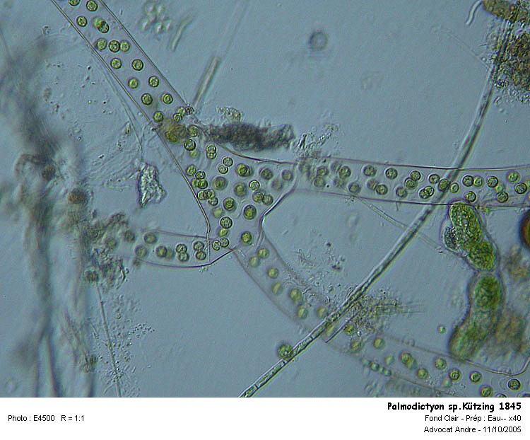 Palmodictyon sp.Kützing 1845 #62578