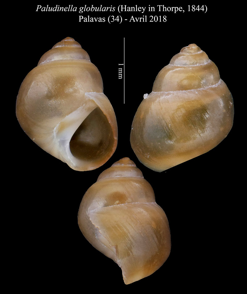 Paludinella globularis #61268