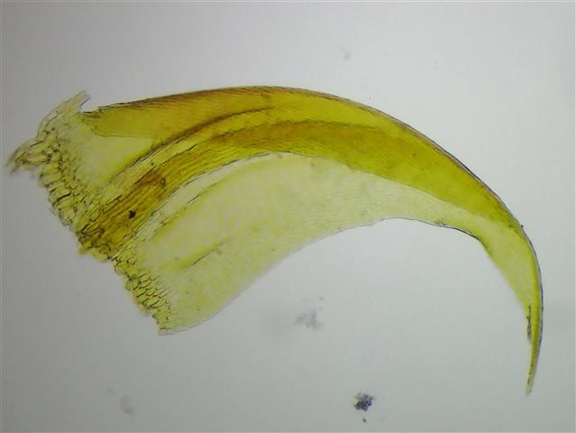 Palustriella commutata (Hedw.) Ochyra #61899