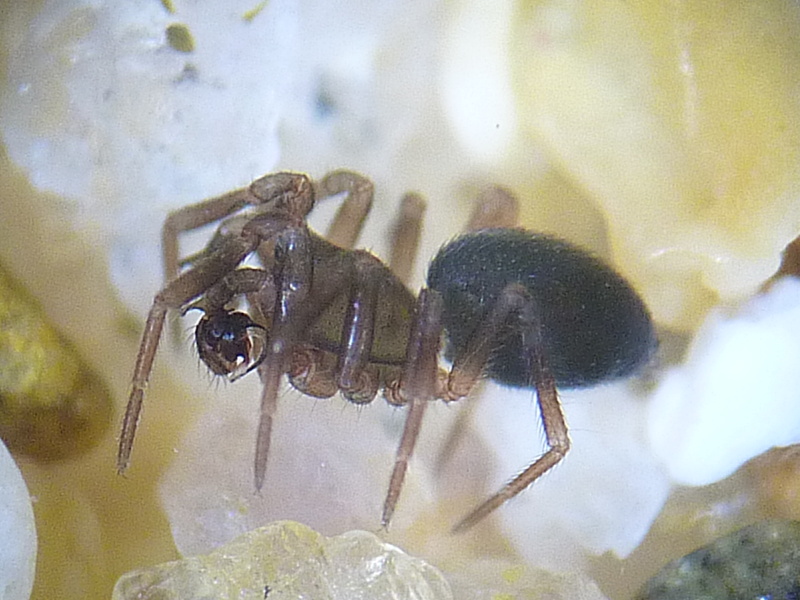 Panamomops sulcifrons - Linyphiidae #13090