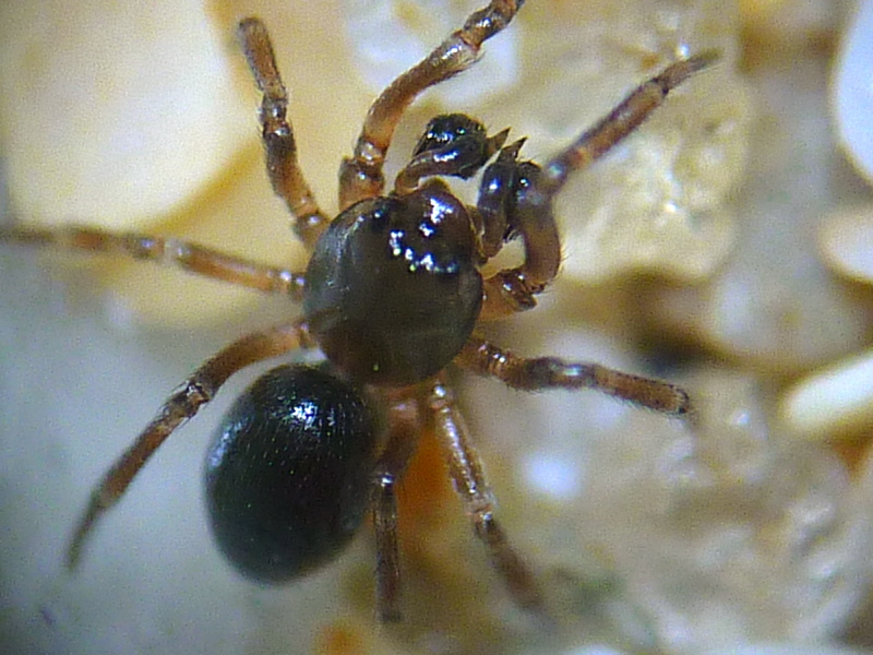 Panamomops sulcifrons - Linyphiidae #13089