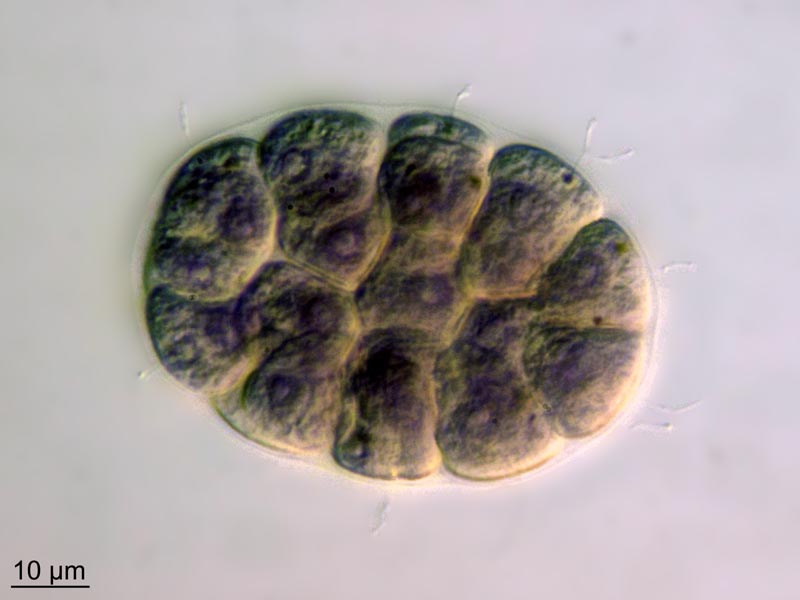 Pandorina cf. morum (O. F. Müller) Bory 1824 #50713