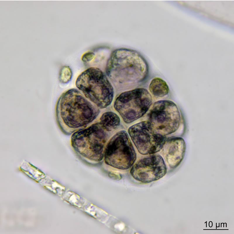 Pandorina cf. morum (O. F. Müller) Bory 1824 #50712