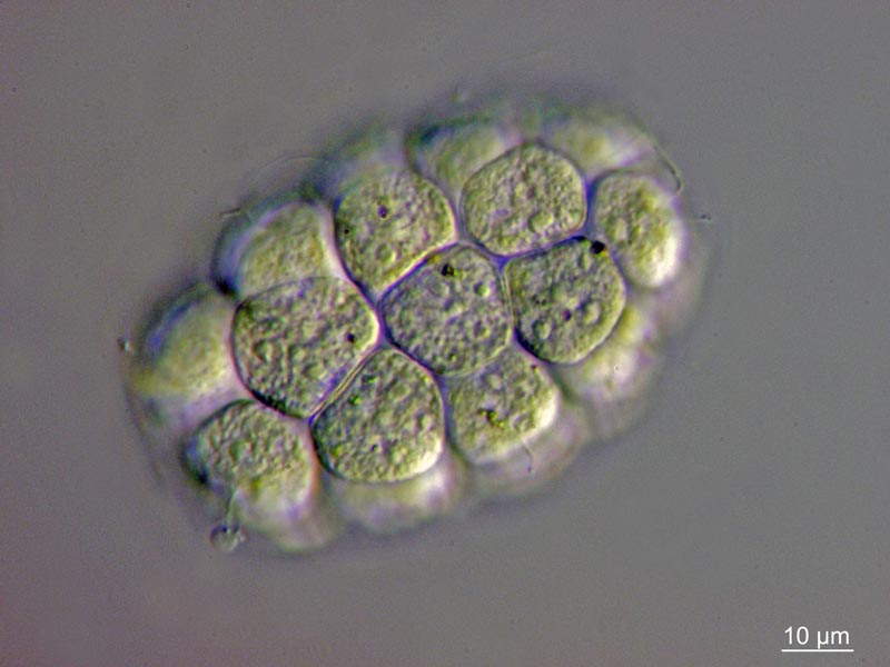 Pandorina cf. morum (O. F. Müller) Bory 1824 #50708
