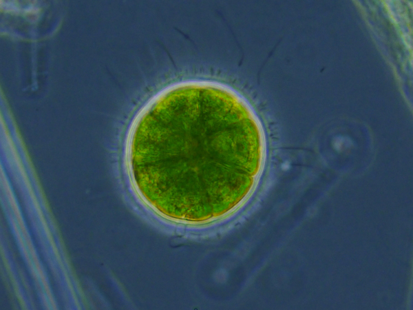 Pandorina morum #47318