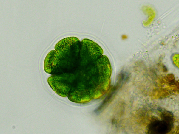 Pandorina morum #47317