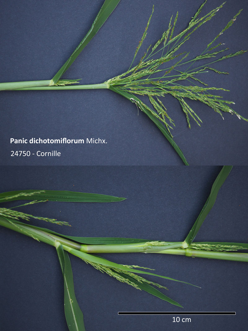 Panic dichotomiflorum Michx. : Panic des rizières #60398