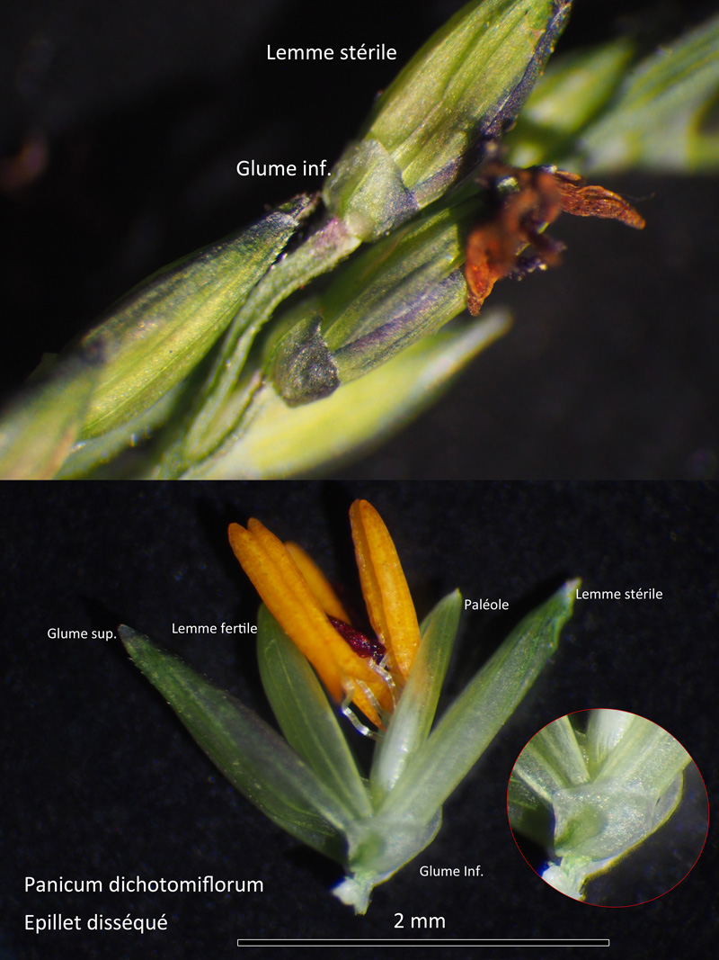Panic dichotomiflorum Michx. : Panic des rizières #60396