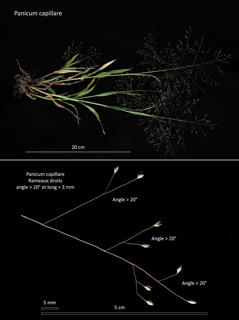Panicum capillare L. : le Panic capillaire #72016