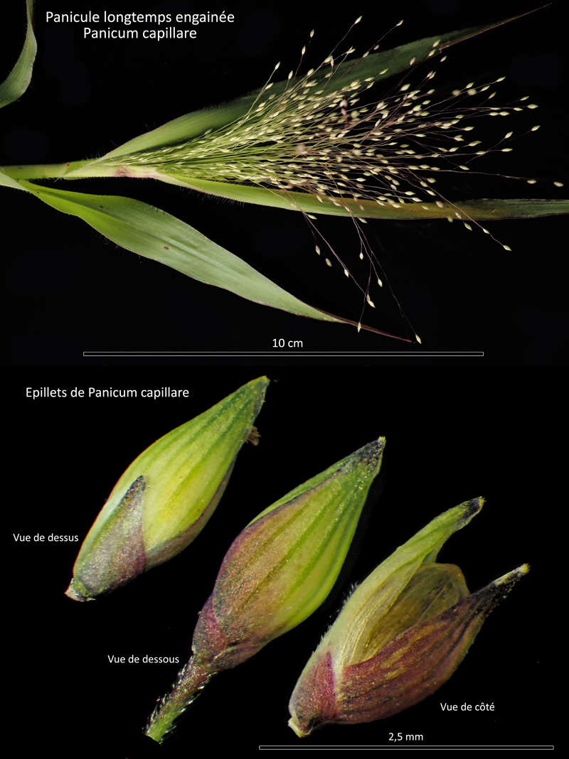 Panicum capillare L. : le Panic capillaire #72018