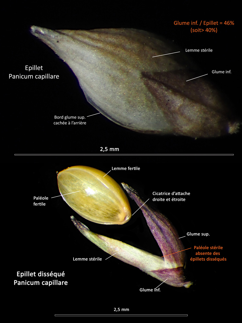 Panicum capillare L. : le Panic capillaire #72019