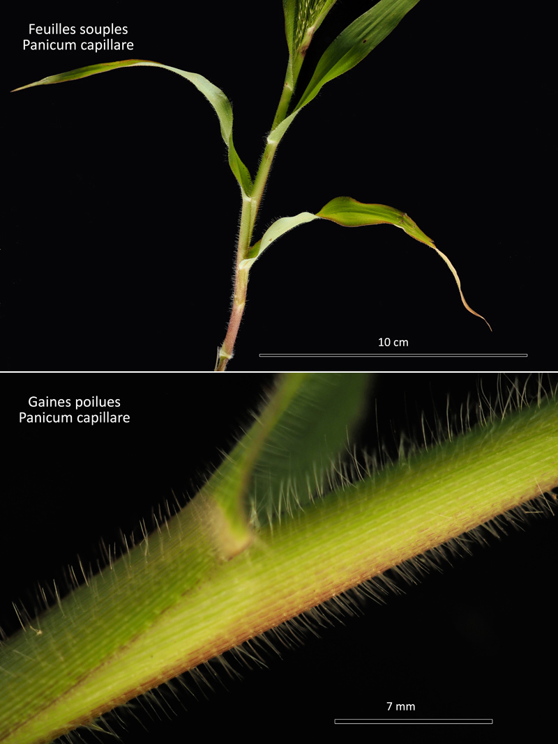 Panicum capillare L. : le Panic capillaire #72017