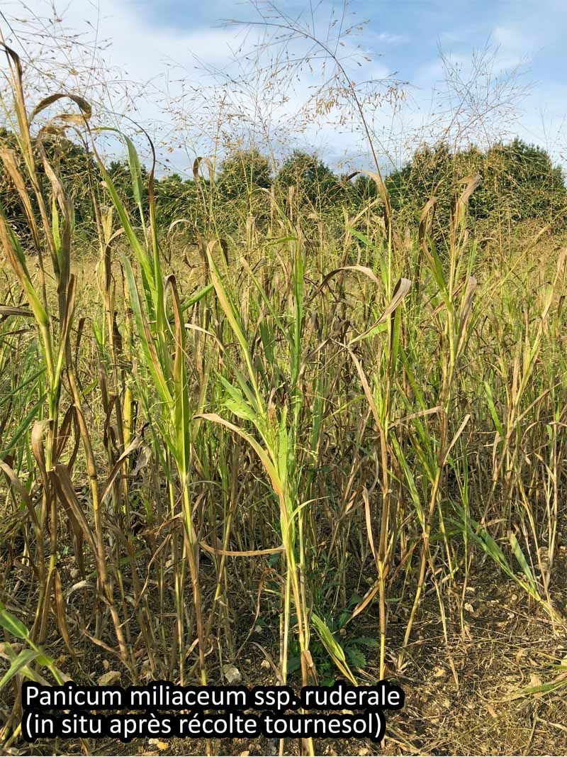 Panicum miliaceum subsp ruderale Michx. #64534