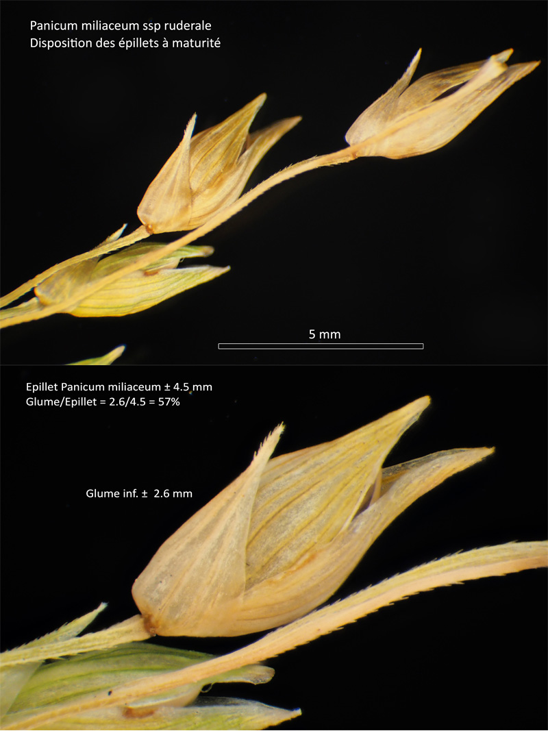 Panicum miliaceum subsp ruderale Michx. #64549