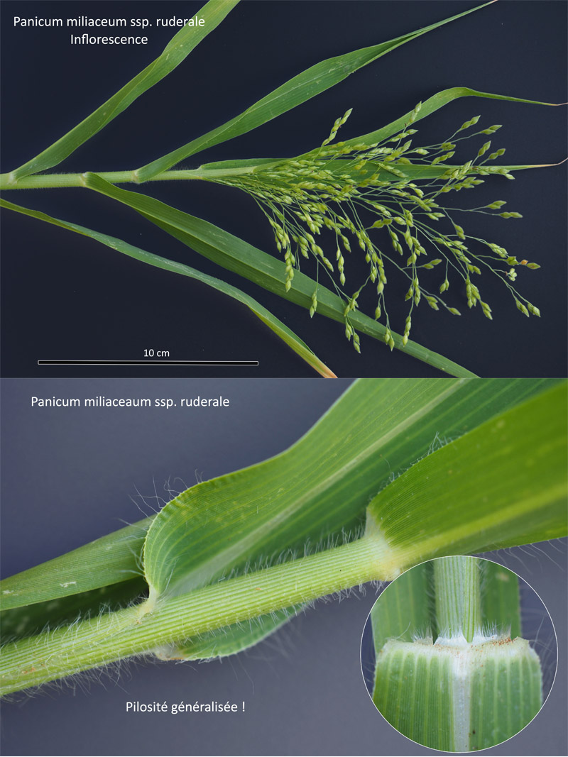 Panicum miliaceum subsp ruderale Michx. #64535