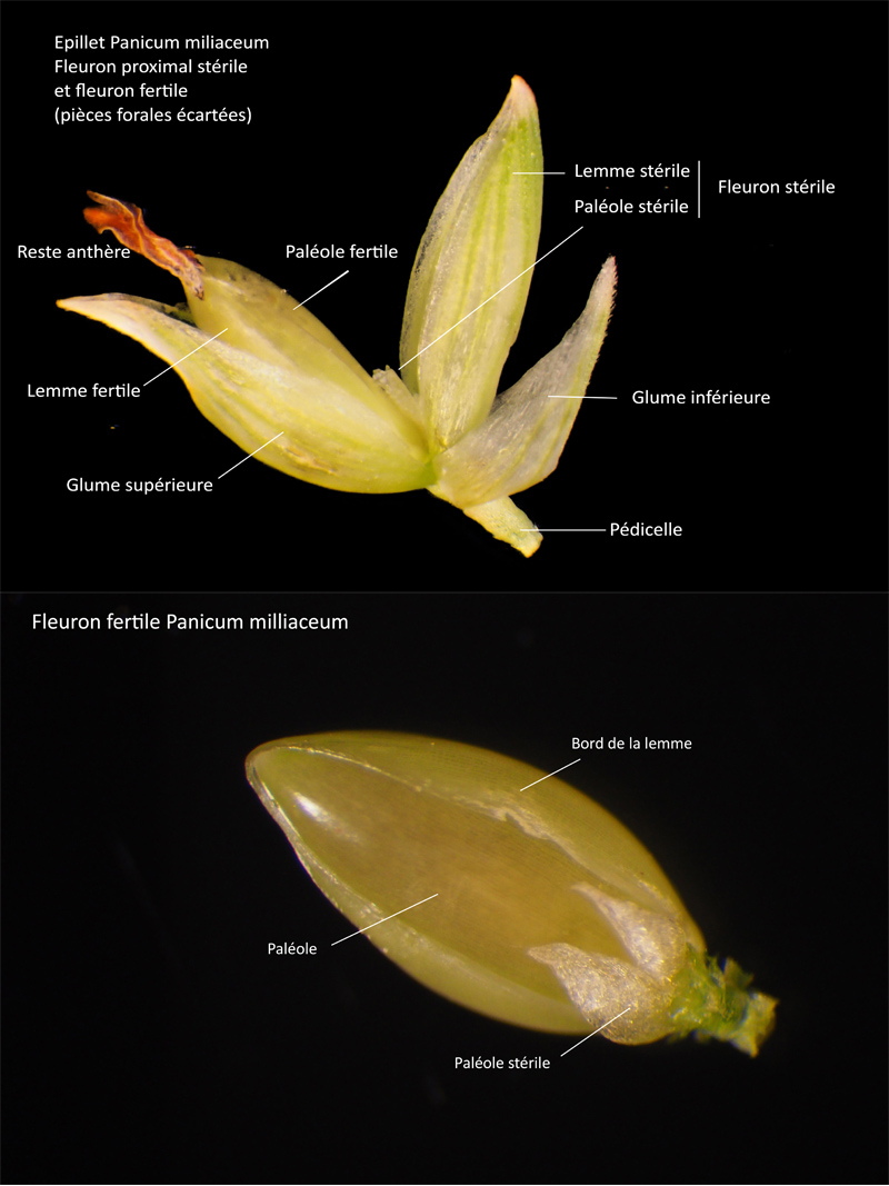 Panicum miliaceum subsp ruderale Michx. #64550