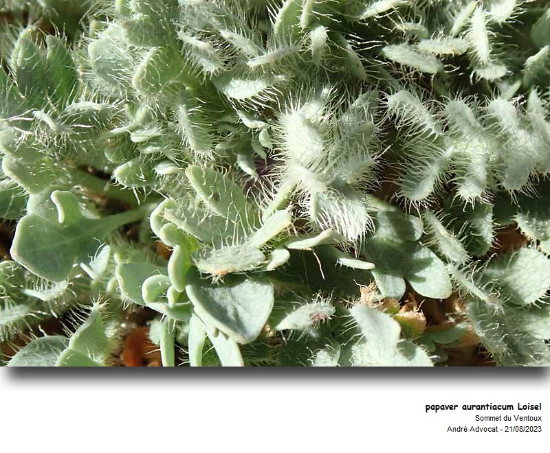 Papaver aurantiacum Loisel. #76946