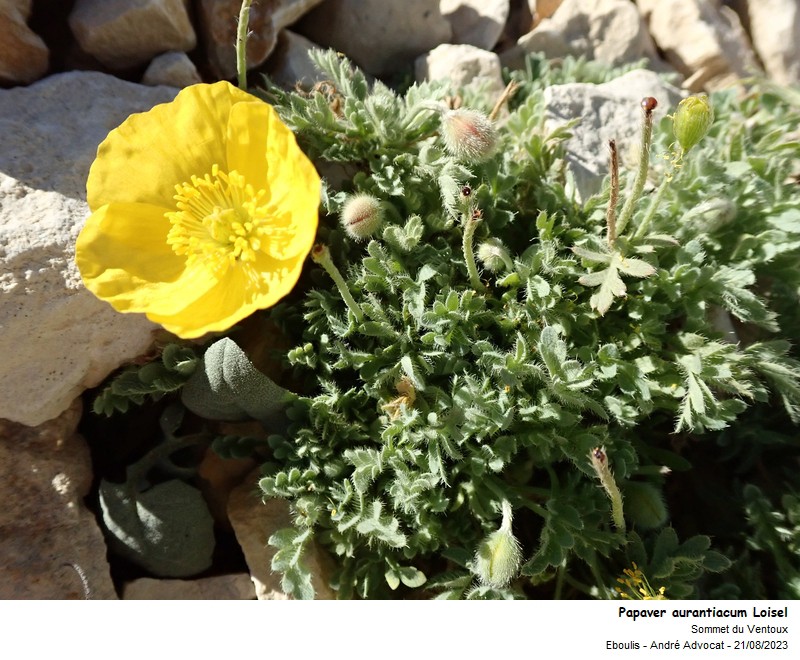 Papaver aurantiacum Loisel. #76945