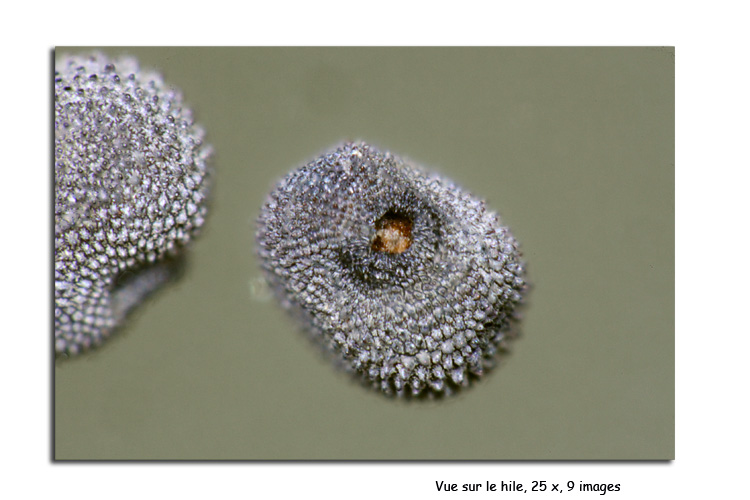 Papaver rhoeas (Graines de coquelicot) #15440