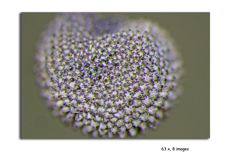 Papaver rhoeas (Graines de coquelicot) #15442
