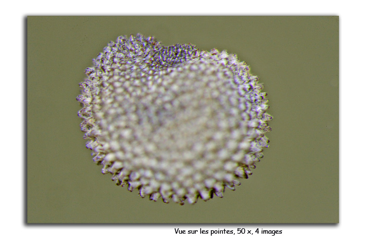 Papaver rhoeas (Graines de coquelicot) #15441