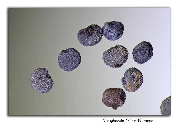 Papaver rhoeas (Graines de coquelicot) #15439