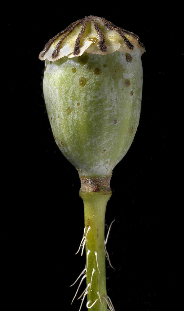 [Papaveraceae] Papaver rhoeas - Capsule et graines fraîches #15930