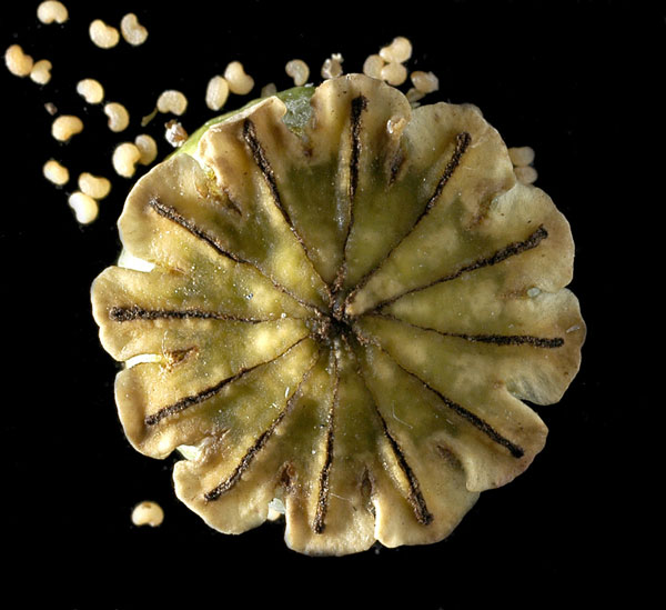 [Papaveraceae] Papaver rhoeas - Capsule et graines fraîches #15927