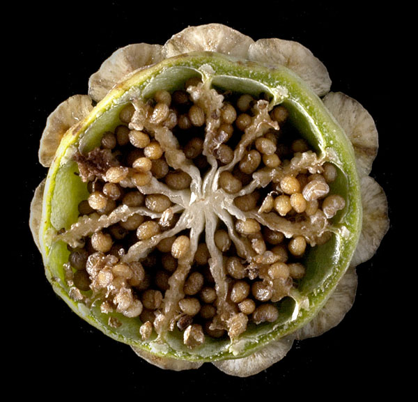 [Papaveraceae] Papaver rhoeas - Capsule et graines fraîches #15928