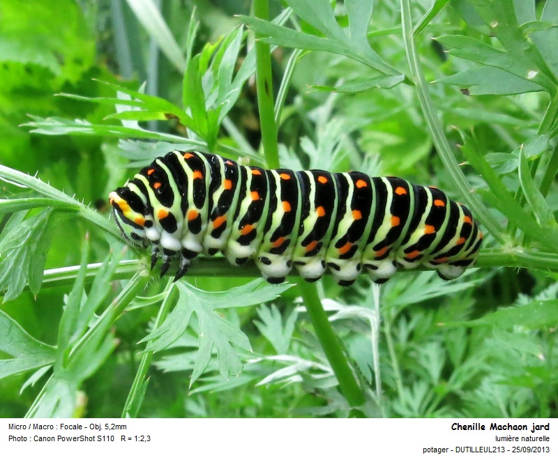 Papilio machaon (chenille) #34101