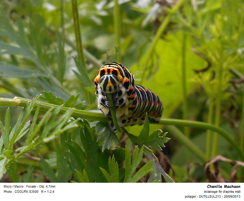 Papilio machaon (chenille) #34103